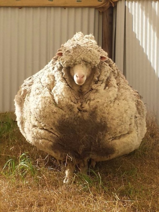 В Австралии с заблудшей овцы состригли 40 кг шерсти 