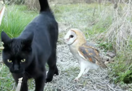  Сова, выходи. Необычная дружба кота и совы