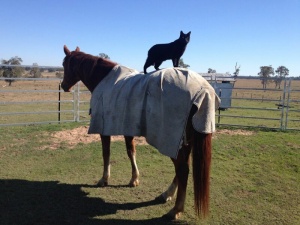  История необыкновенной дружбы кота Морриса и коня Чемпи