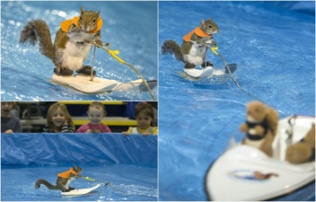 Белки катаются на водных лыжах