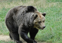 Медведь повадился ходить на кладбище Рауди за едой 