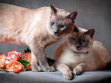 Красивые кошечки картинки