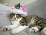 Милые животные готовятся к рождеству (30 фото)