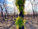  Природа Австралии начала восстанавливаться после пожаров