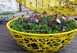 В Нарве начали посадку первых весенних цветов