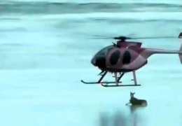 В Канаде пилот вертолета вызволил оленей, застрявших посреди озера на тонком льду