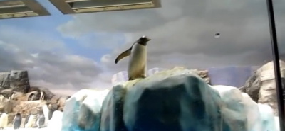 Подборка приколов с пингвинами 