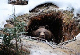  Мифы и правда о зимней спячке: Оказывается, медведи вообще не впадают в «спячку», да и лапу не сосут 