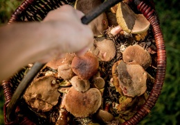 На телефон горячей линии по отравлениям после употребления в пищу грибов звонили уже 10 раз 