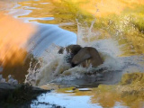 Неуклюжий лев упал в реку
