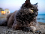 Красивые картинки кошек