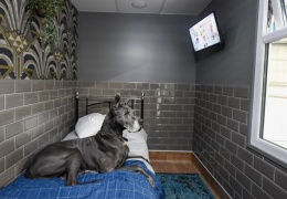 Пятизвездочный отель для собак открылся в Великобритании