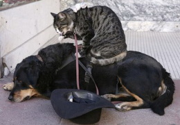 Кот, пес и мышь
