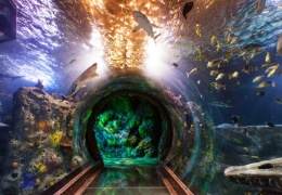 S.E.A Aquarium крупнейший океанариум на планете