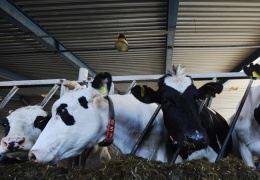 Эстонские фермеры массово продают коров в Польшу 