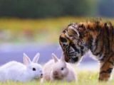 Неразлучные друзья - тигренок и львенок - из японского сафари-парка