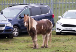 Автомобили британцев, улетевших в отпуск, хранили в загоне с лошадьми