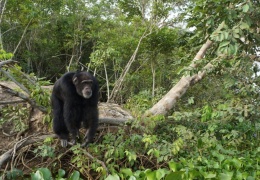 Счастливая обезьяна встречает людей после долгих лет одиночества на острове