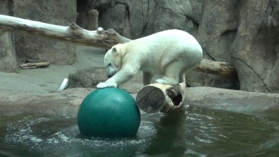  Неуклюжая полярная медведица не может поймать мяч