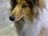 Фоторепортаж с выставки собак 