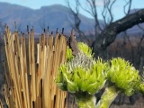  Природа Австралии начала восстанавливаться после пожаров