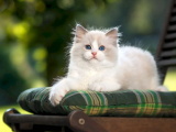 Красивые картинки кошек