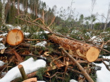 Лесник Ида-Вирумаа: решение о прекращении вырубки леса в Нарва-Йыэсуу должны принять политики 