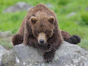 Суд оштрафовал медведя за кражу меда