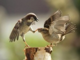 Удивительные фотографии птиц