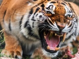 Немецкие стоматологи поставили тигрице золотой клык 
