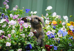 Животные, которые любят вдыхать аромат цветов