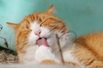 В Нарве до конца ноября владельцы котов и кошек могут их бесплатно стерилизовать и кастрировать