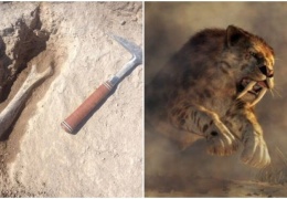 Ученые нашли останки одной из самых больших саблезубых кошек