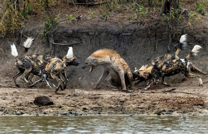 Гиена прыгнула в реку, чтобы убежать от стаи диких собак