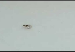 В Италии предотвращена "кража века": похититель-муравей не смог утащить из магазина огромный бриллиант для королевы муравейника 