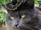 Кошки в шляпах (7 фотографий)