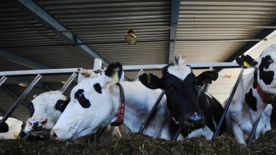 Эстонские фермеры массово продают коров в Польшу 