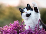 Красивые картинки кошек