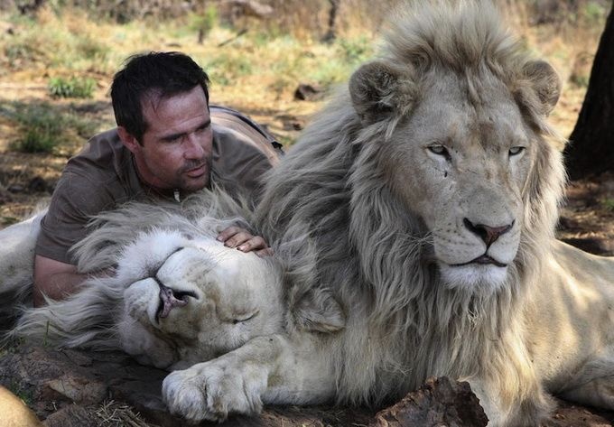  Уникальная дружба человека и льва