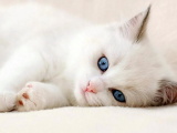 Красивые картинки кошек