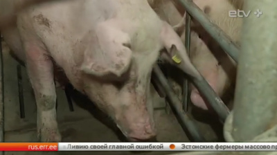 На эстонский рынок выходят европейские свиноводы, а цены на молоко вынуждают фермеров распродавать поголовье коров 