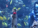 Мимимиметр взорвался! Котята и щенки гуляют по гигантскому аквариуму!