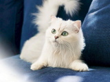 Красивые кошечки картинки