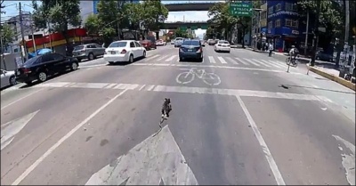 В Мехико храбрая велосипедистка устроила погоню по проезжей части за сорвавшейся с поводка собакой