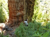 "Прадедушка": учёные нашли самое старое дерево в мире