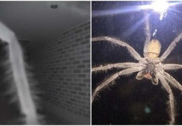 В два часа ночи парню в дверь позвонил самый большой паук в мире 