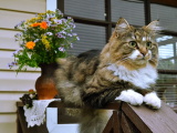 Красивые картинки кошек