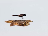  Нахальная чёрная птица села прямо во время полёта на спину сове 