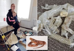  Мать с ребенком обнаружила в новом доме клубок змей 