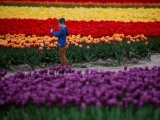 Фестиваль цветущих тюльпанов Skagit Valley Tulip Festival в Вашингтоне. ФОТО